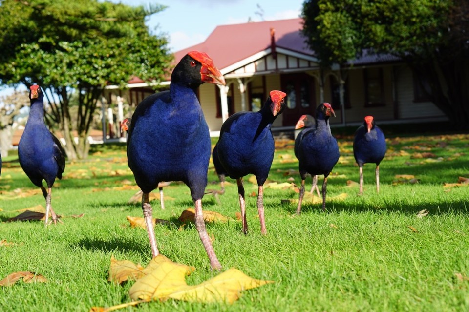 Neuseeland - Rotorua - 