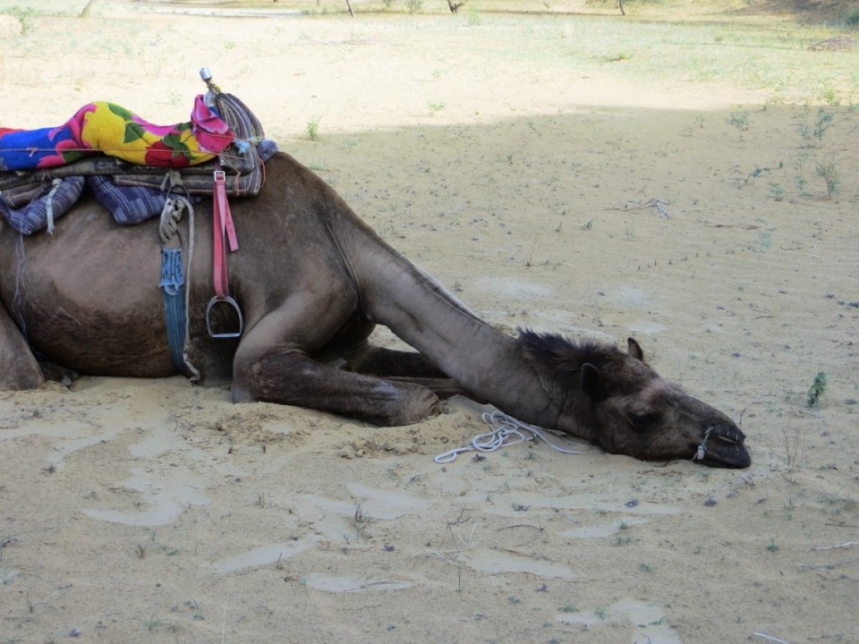 India - Pushkar - 