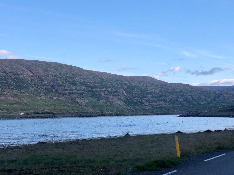 Island - Súðavíkurhreppur - Das grosse Fressen kann beginnen...