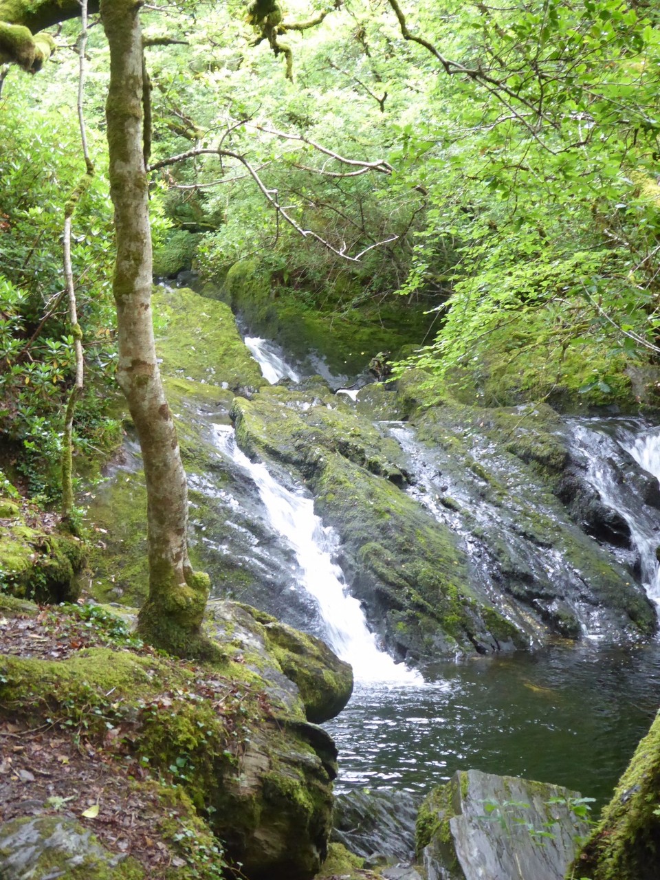 Ireland - Glengarriff - Having had some rain recently, the waterfalls have started flowing again.