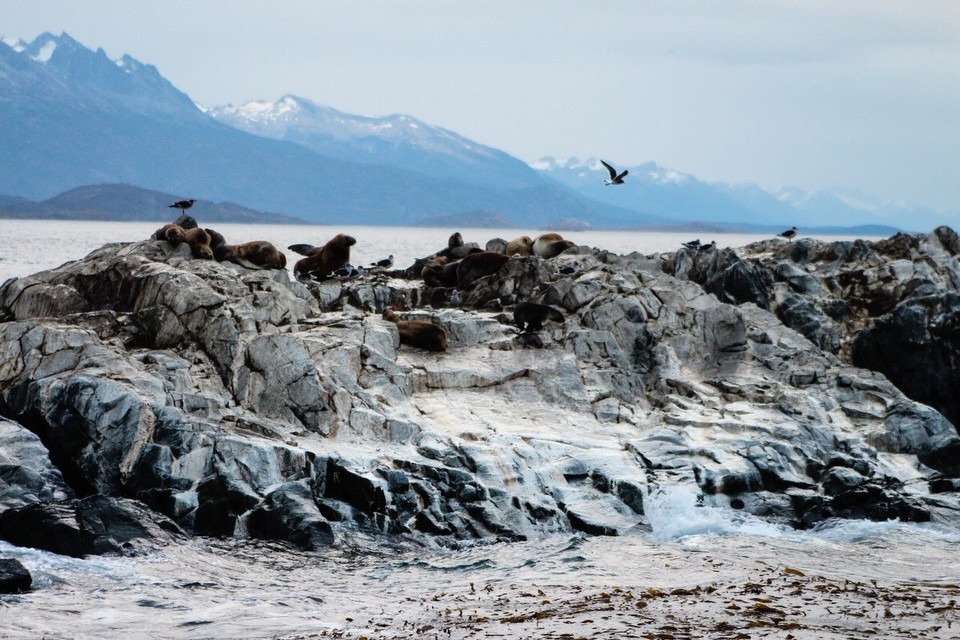 Argentinien - Isla Martillo - 
