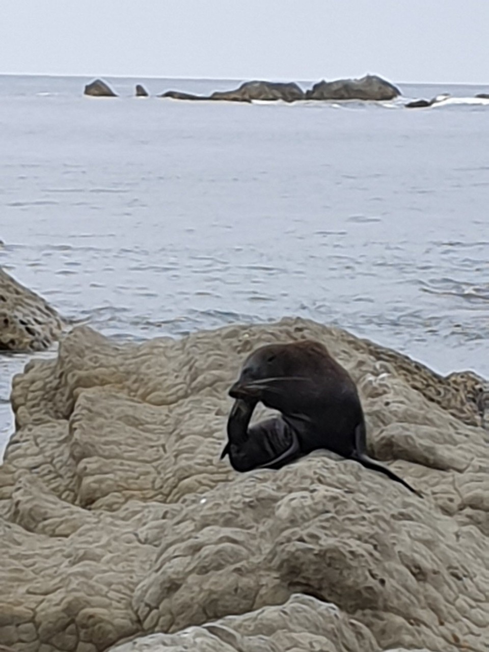 Neuseeland - Kaikoura - 