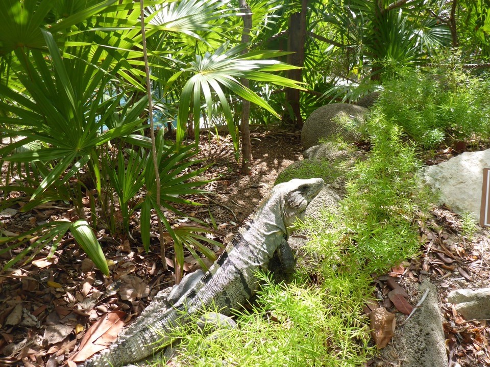  - Mexiko, Xel-Ha - 