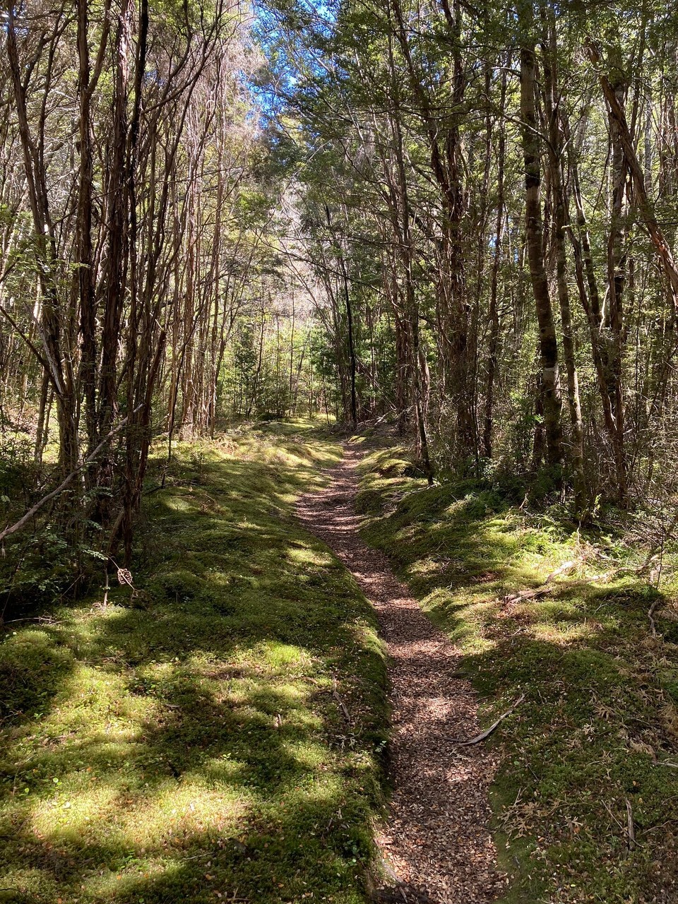 Neuseeland - Fiordland National Park - Zu Beginn ist der Weg wunderschön 🤩