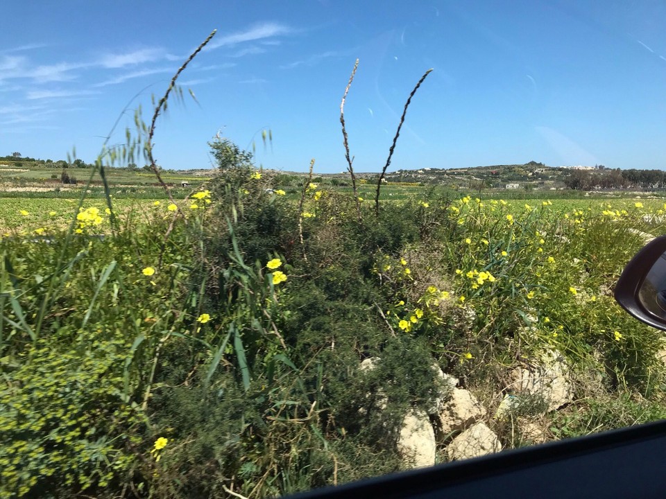 Malta - Dingli - 