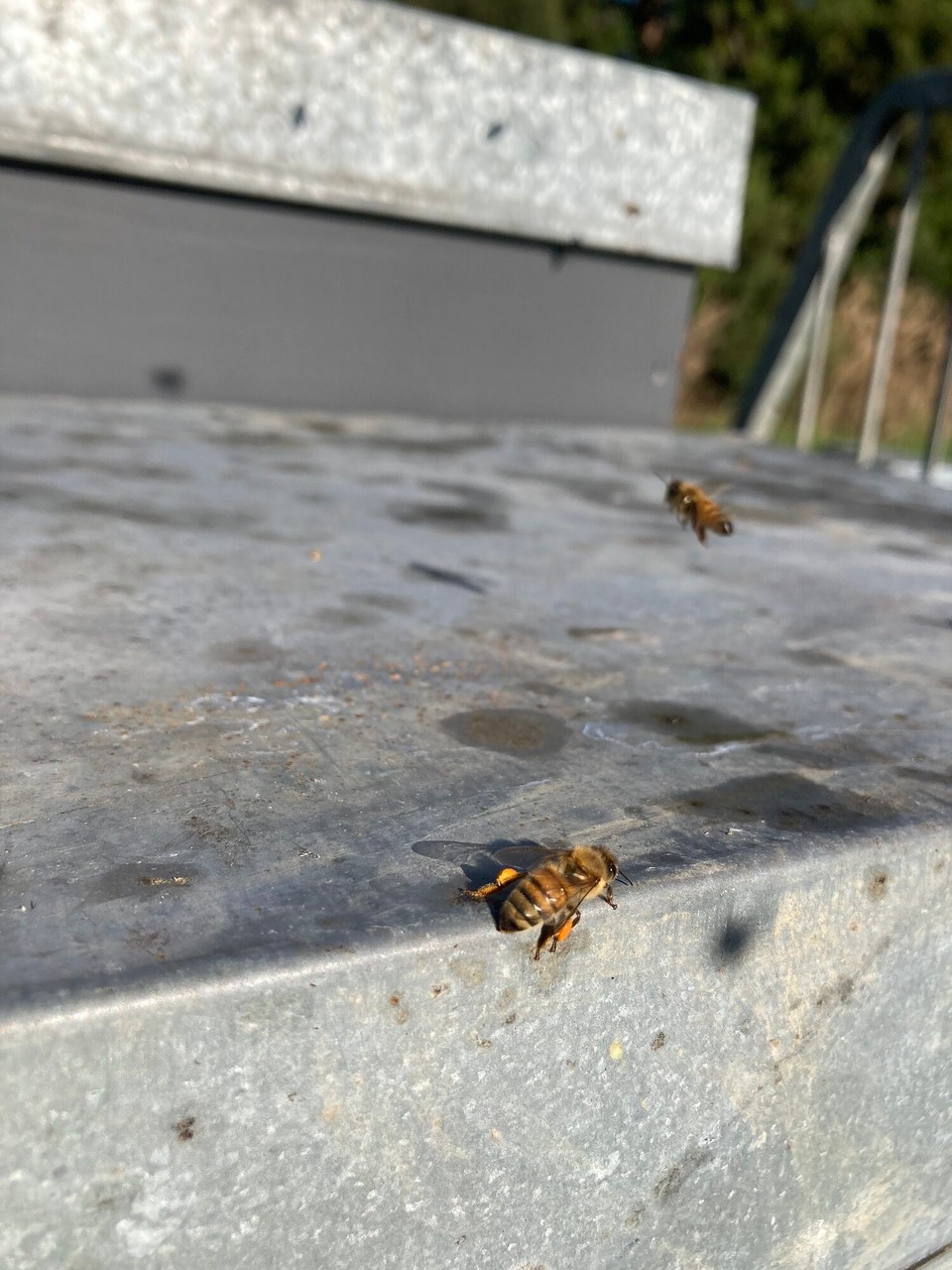 Neuseeland - Cable Bay - Eine der wenigen die noch Pollen in den Bienenstock bringen