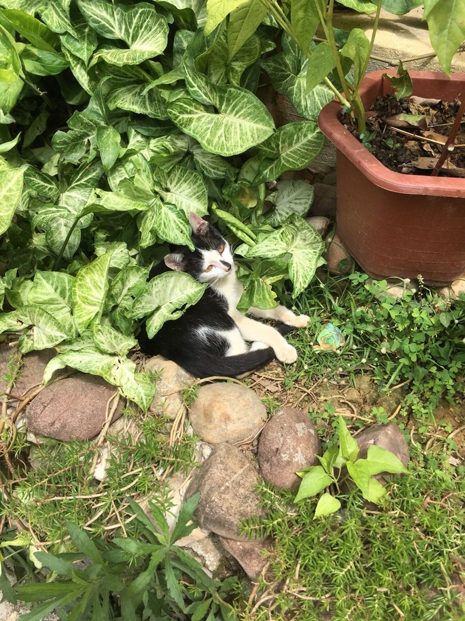 Vietnam - H. Mai Châu - 
