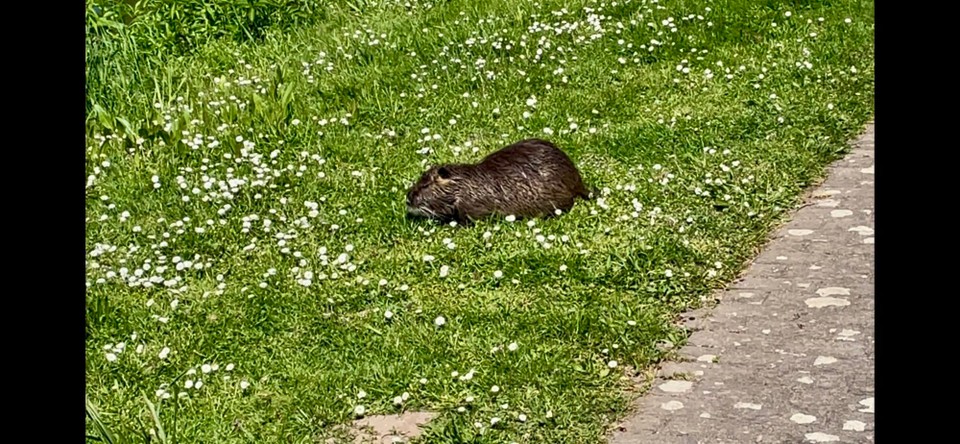 Deutschland - Cochem - 