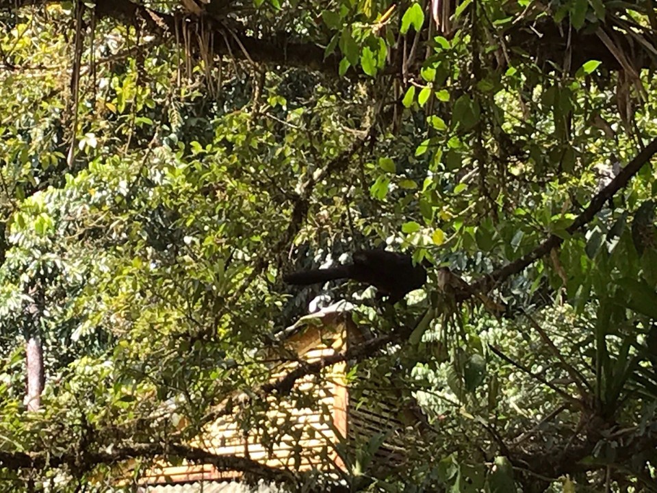 Costa Rica - Sarapiqui - 
