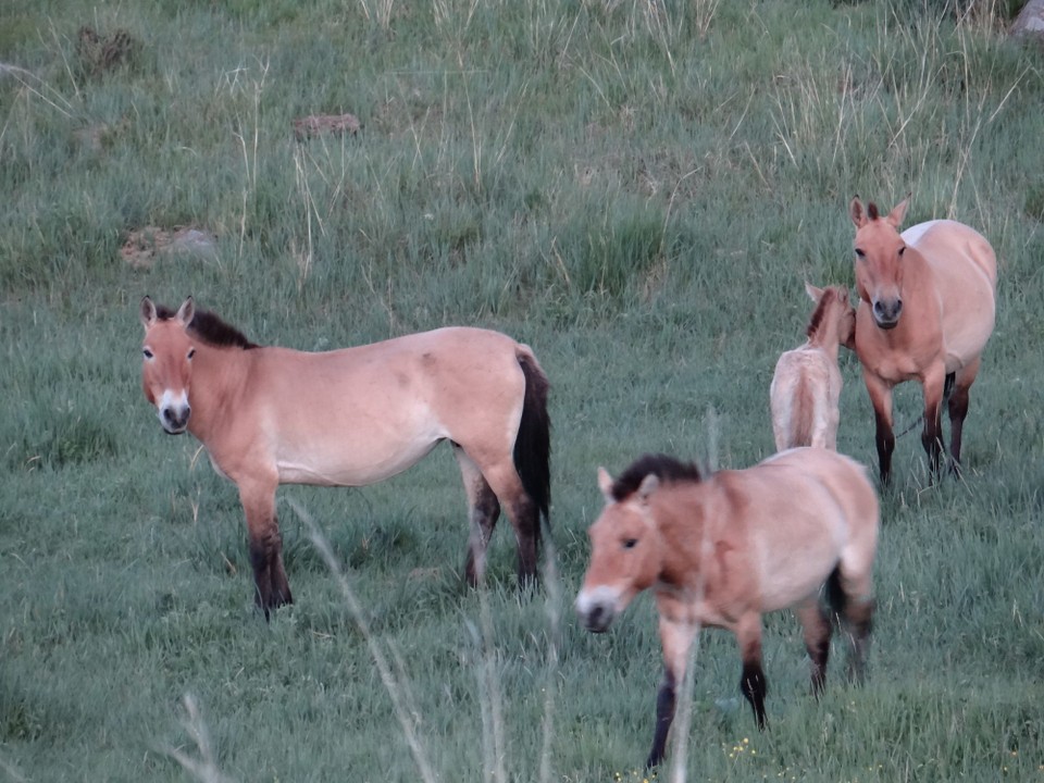 Mongolia - unbekannt - Przewalski's horses