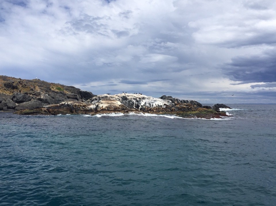 Australia - Montague Island - 