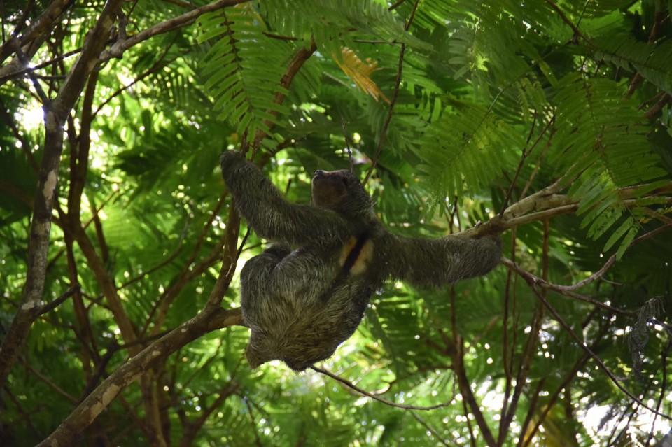 Costa Rica - Tilarán - Nach anfänglicher Enttäuschung (nur in den obersten Baumkronen lagen ein paar schlafend rum)