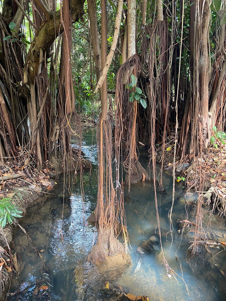 Mauritius -  - 