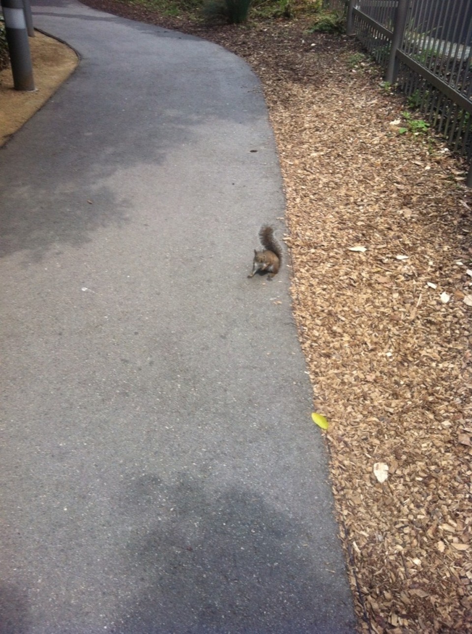 Egyesült Államok - San Francisco - Tele volt mokussal a botanikus kert...