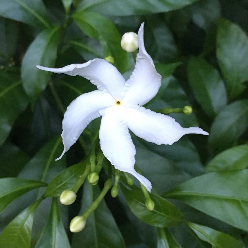 Thailand - Amphoe Ko Pha-ngan - 