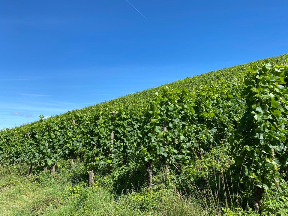 Deutschland - Nittel - Weinberg