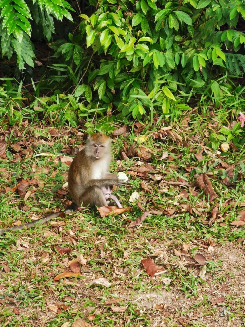 Singapur - Singapur - 