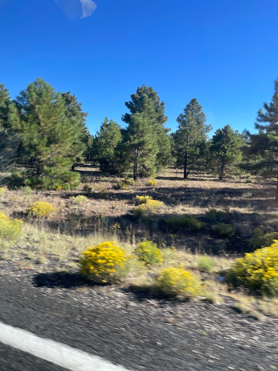 Vereinigte Staaten - Flagstaff - 