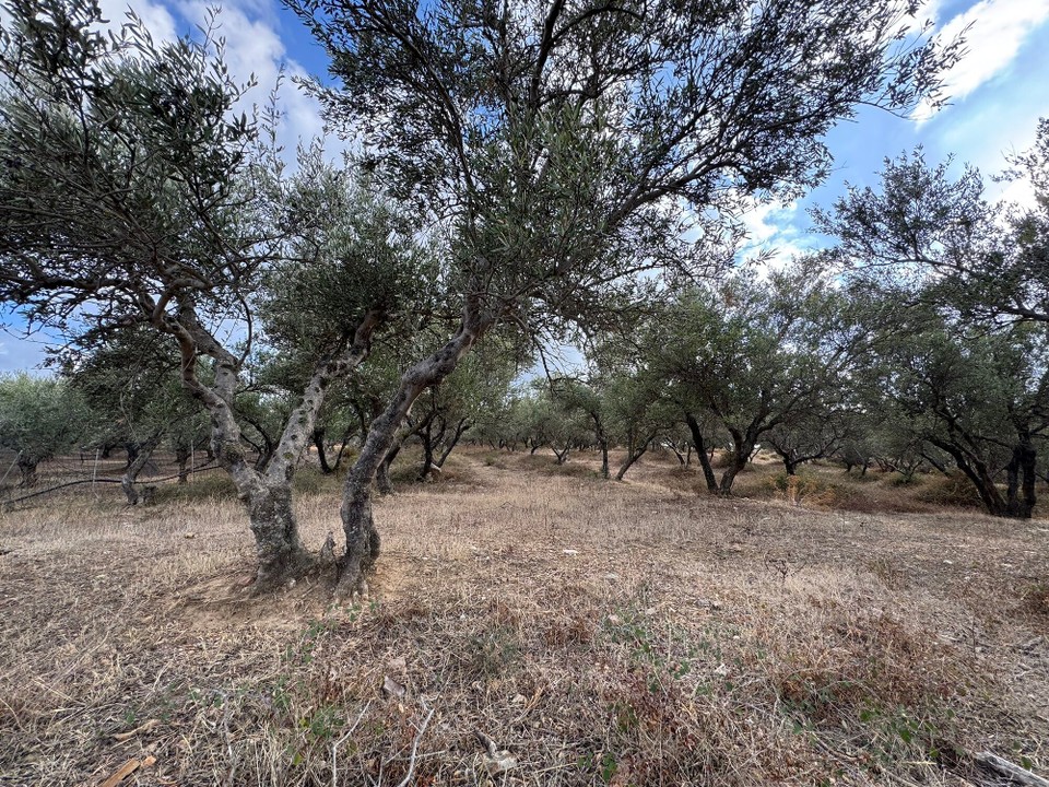 Griechenland - Skouloufia - 