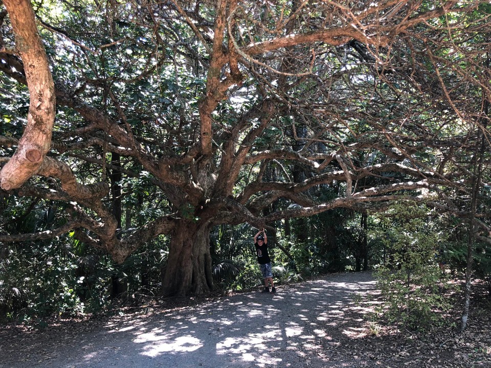 Neuseeland - Whangarei - Spaziergang in Richtung Whangarei Falls