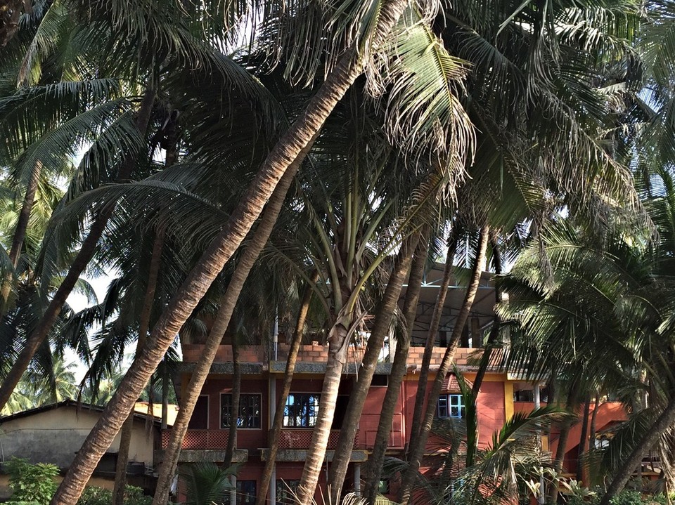 Indien - Gokarna - Gästehaus hinter Palmen (nicht unser)
