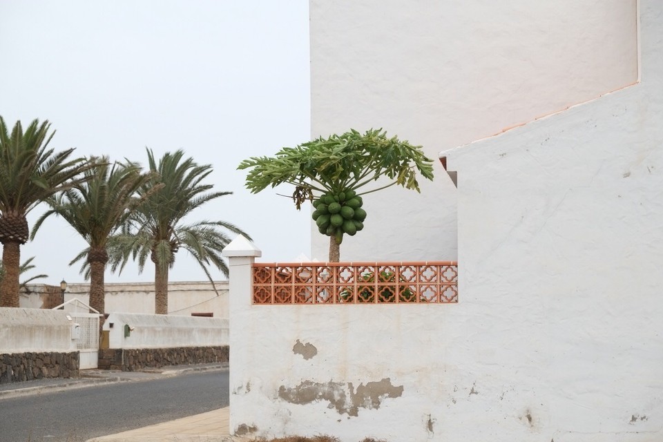 Spanien - La Oliva - Papayas