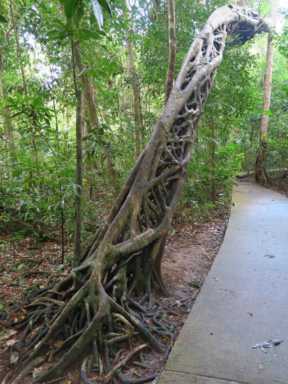 Australia - Daintree - Daintree - forêt primaire