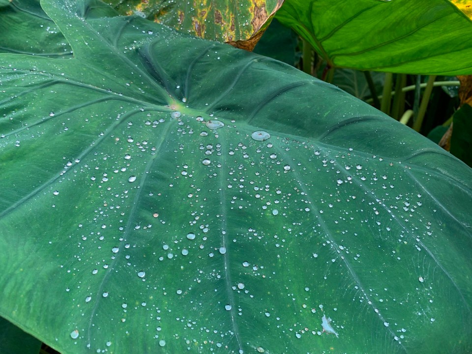 Cap-Vert -  - Mille et une perles d’eau sur ces splendides feuilles d’igname (dont les tiges ressemblent étrangement à de la rhubarbe)  