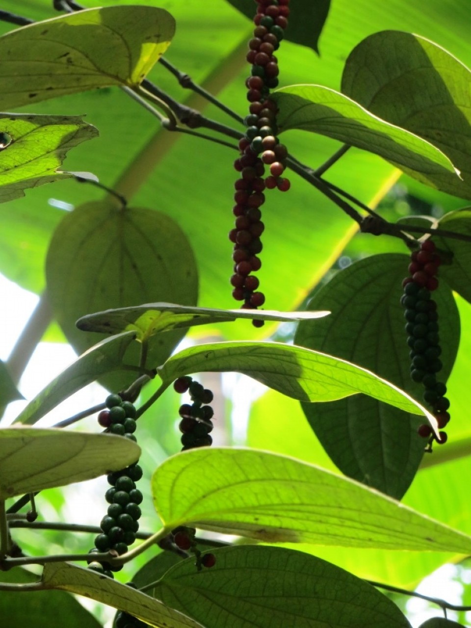 Indien - Old Goa - Spicegarden