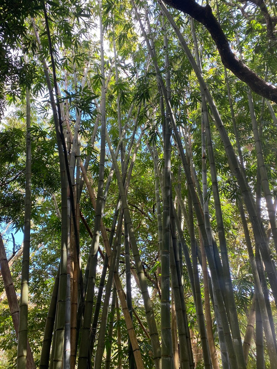 Mauritius -  - 