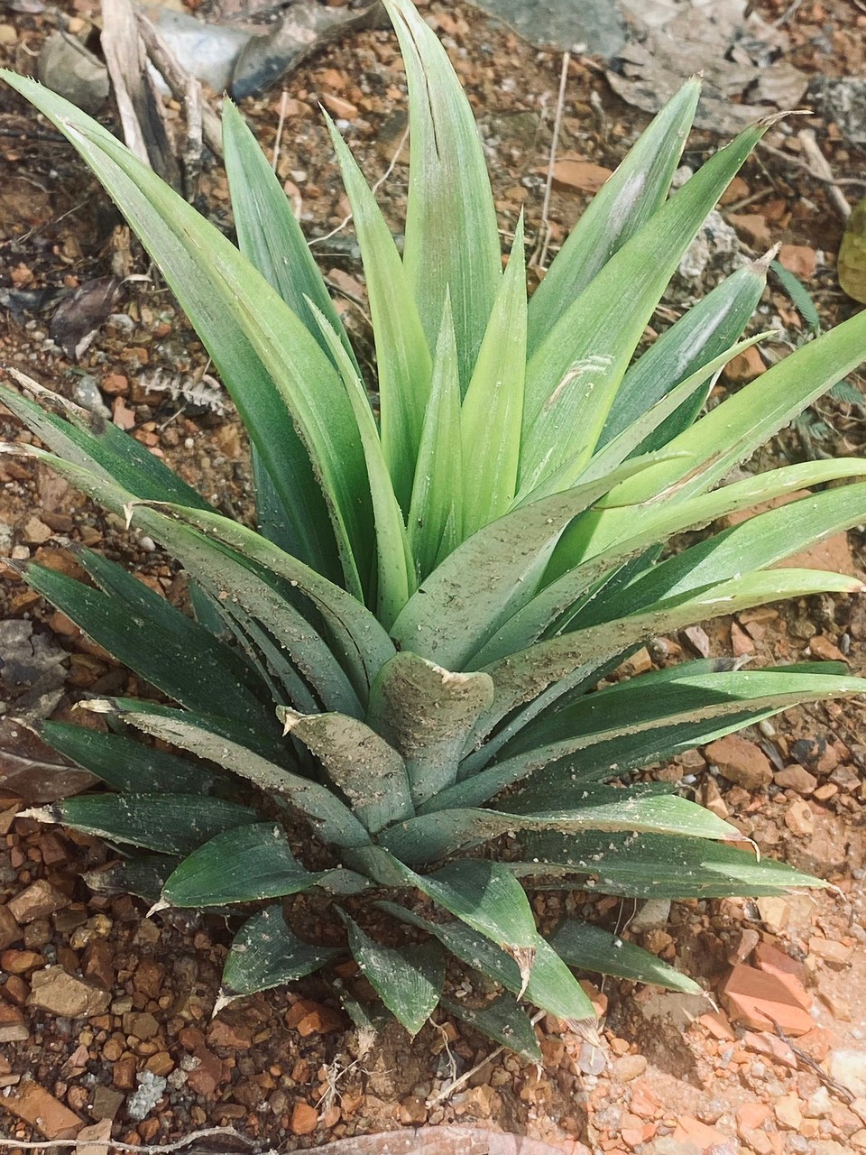 Thailand - Phanom - Ananas und andere tolle Pflanzen auf dem Grundstück unseres Guides.