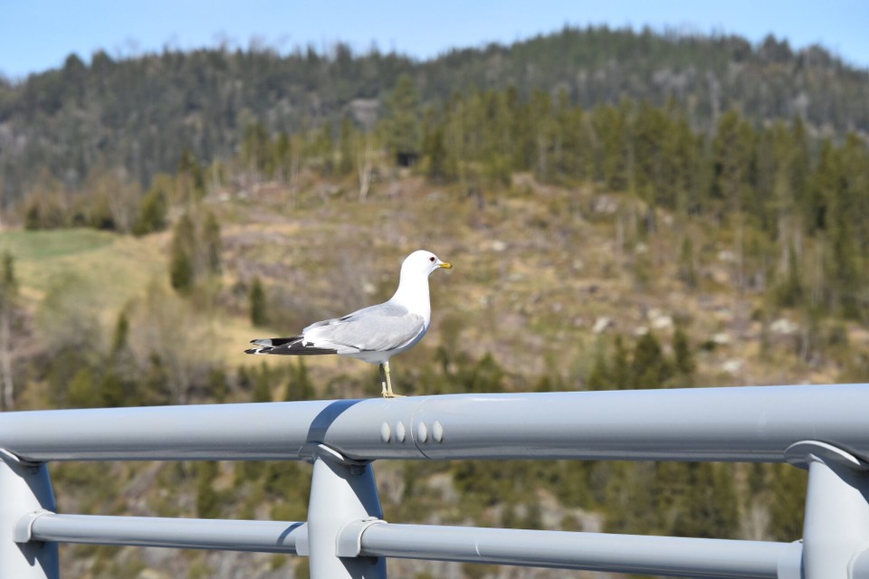 Norwegen - Trondheim - 