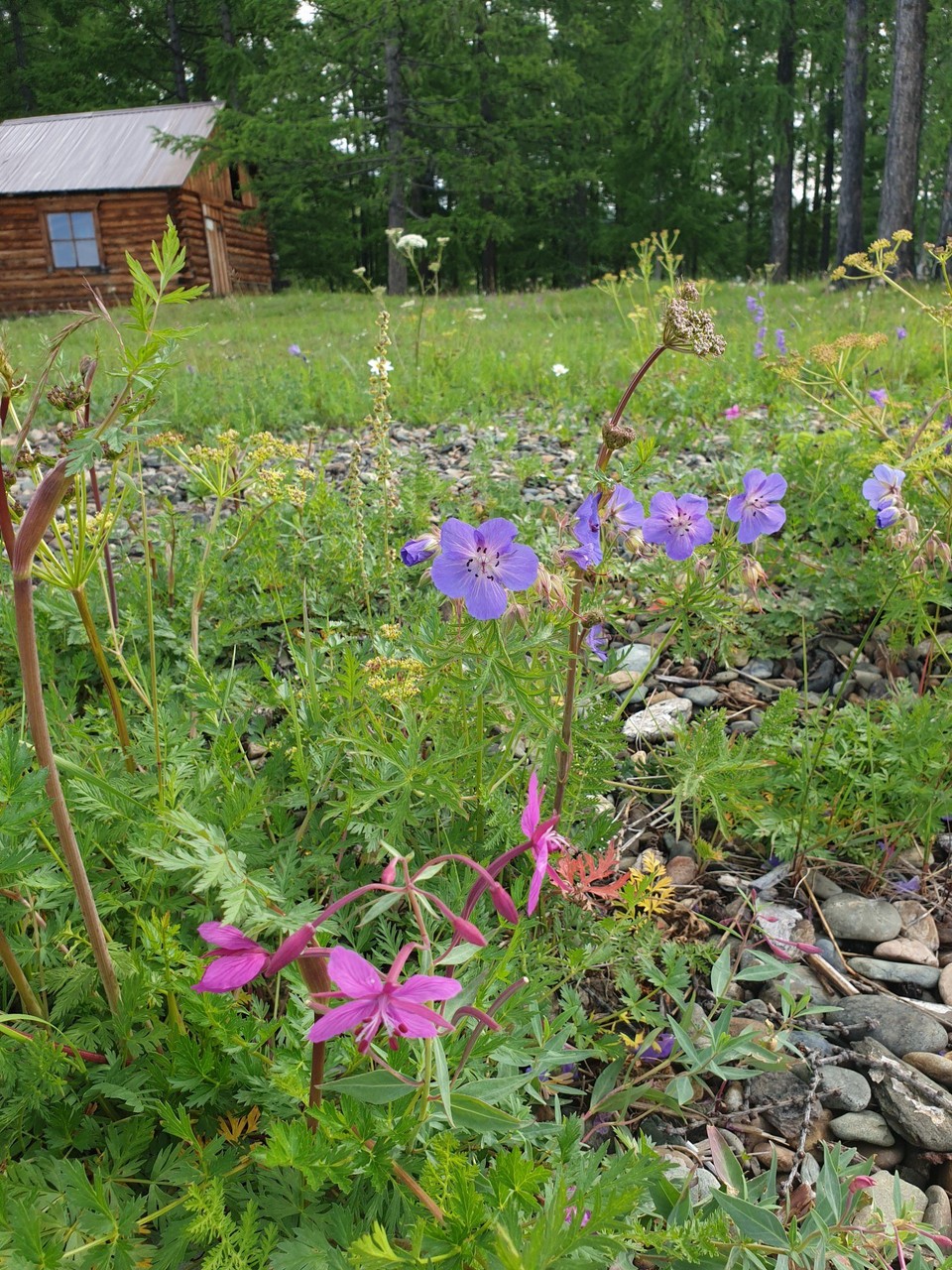 Mongolia - Khuvsgul Lake - Wildflowers and the sauna