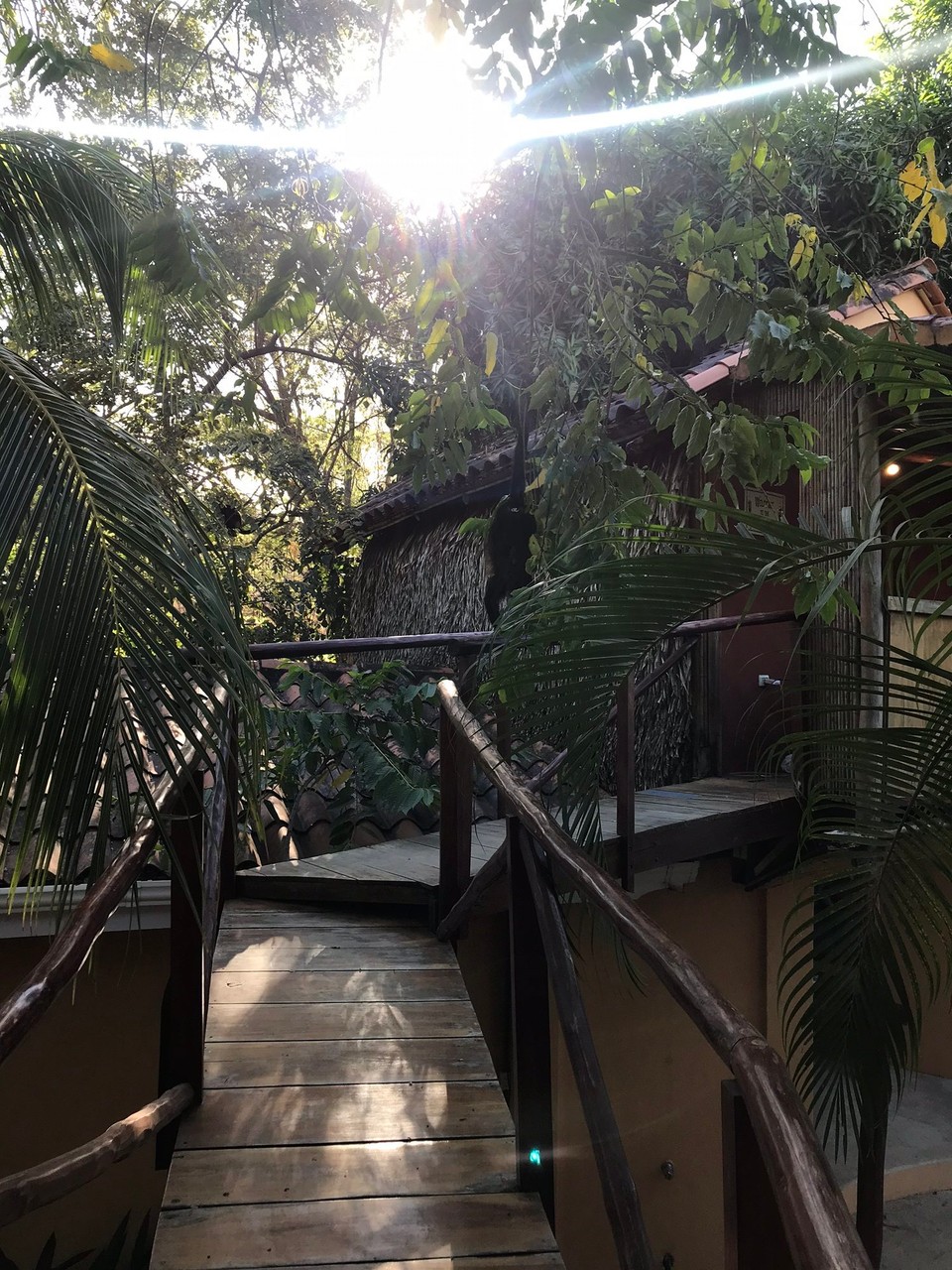 Costa Rica - Tamarindo - Affen vor der Haustür