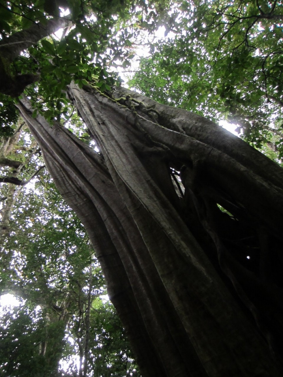 Costa Rica -  - 