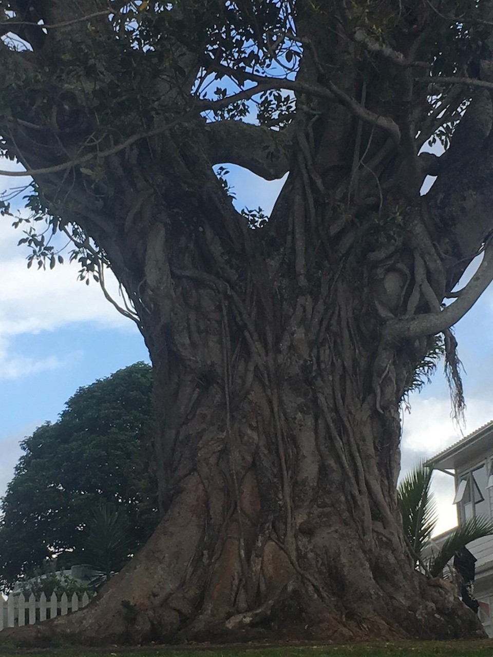 Neuseeland - Russell - Läck Tschimi, ist das ein Baumstamm!