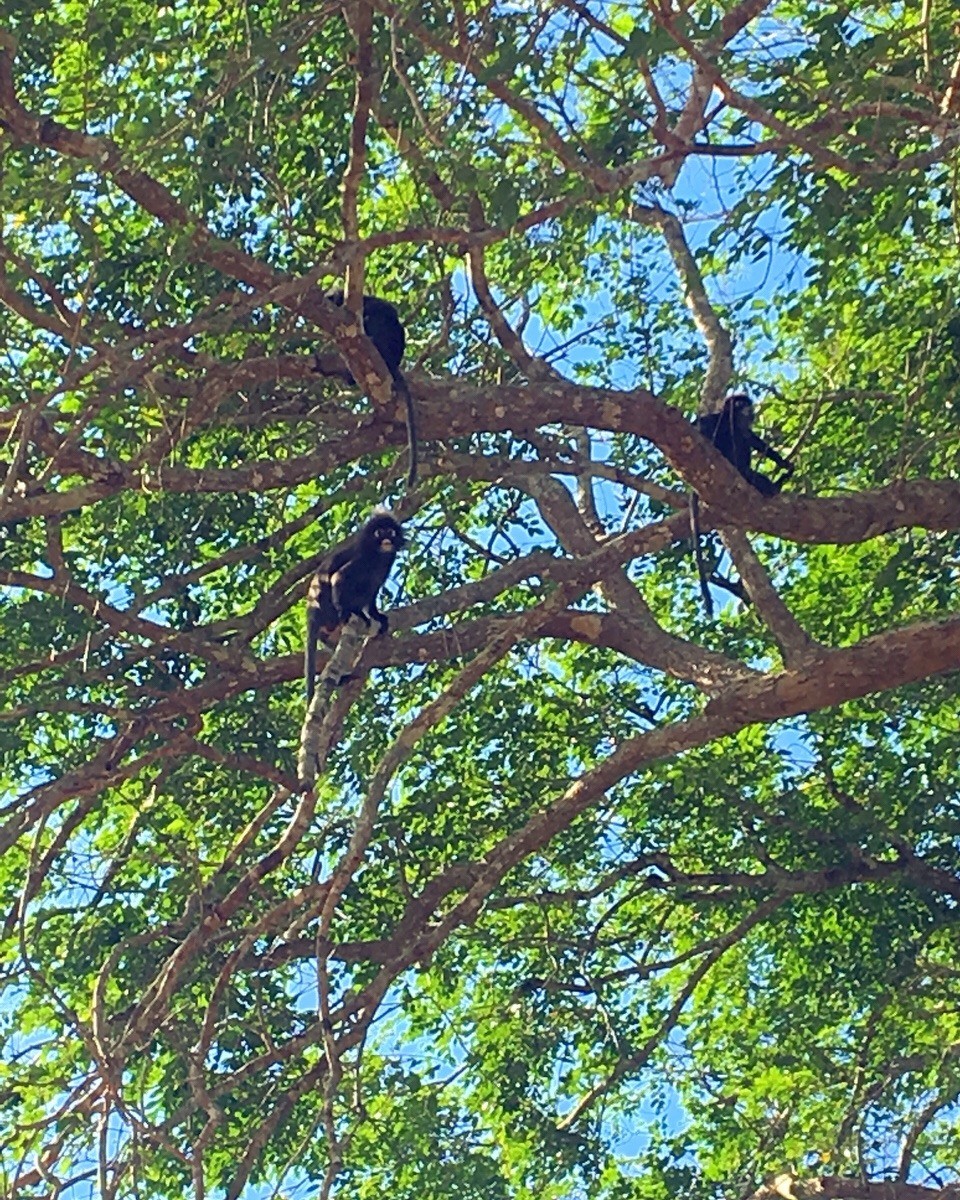 Malaysia - Mukim 16 (Air Hitam) - 🐒😆