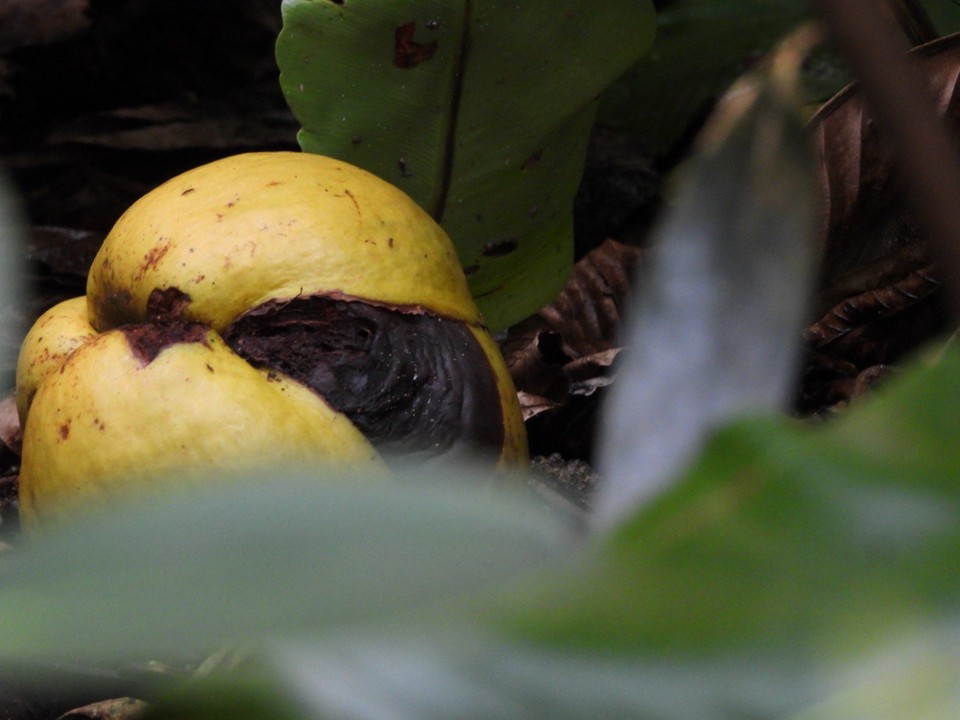 Madagaskar - unbekannt - 