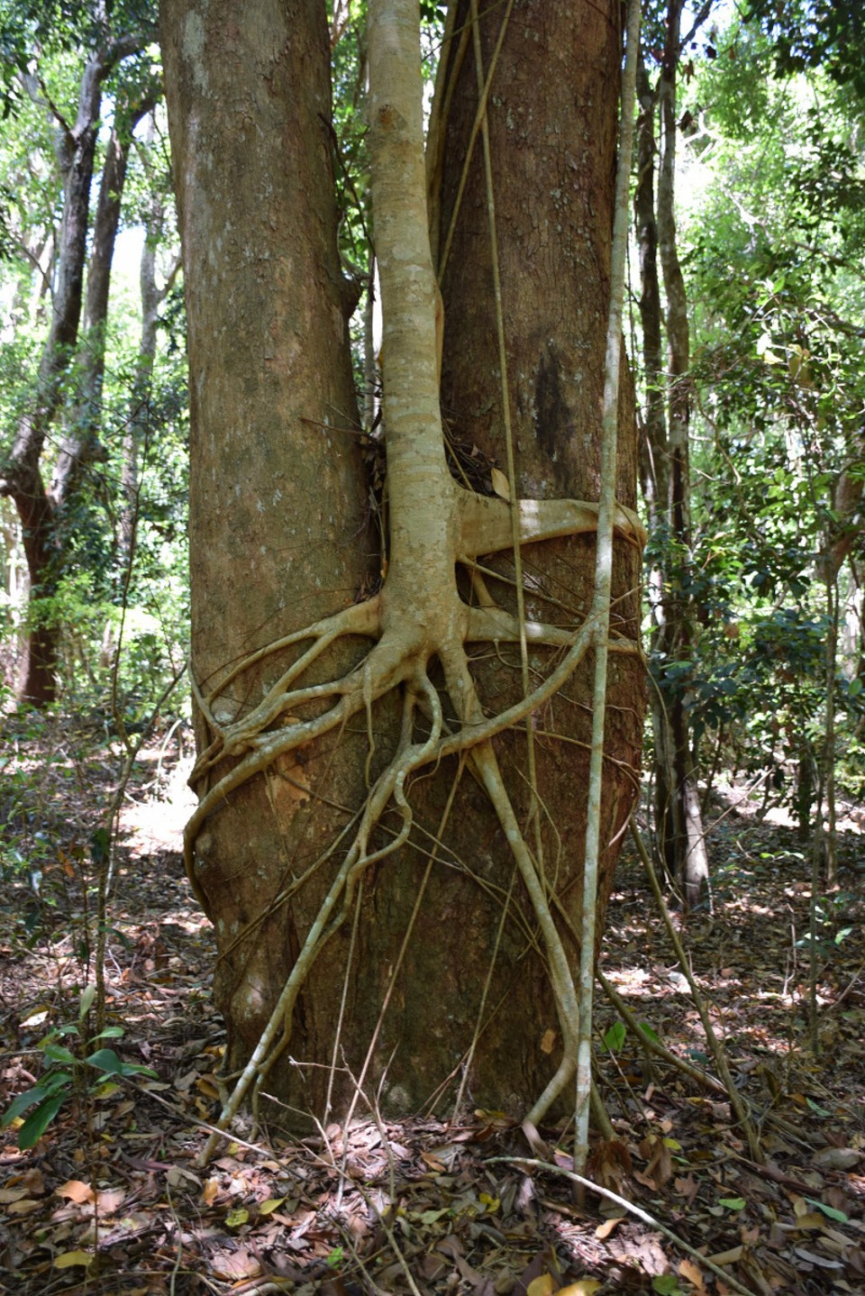 Australien - Iluka - 