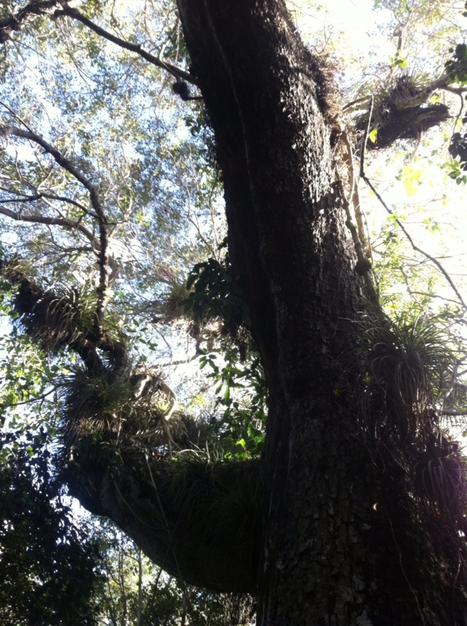 Egyesült Államok - Homestead - 