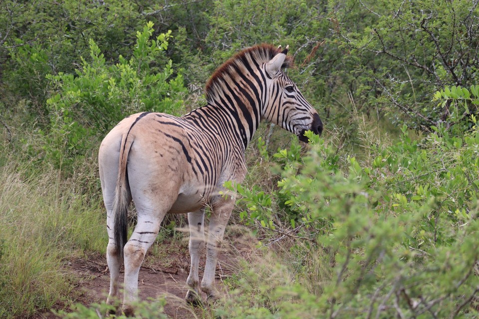 Südafrika - Durban - 