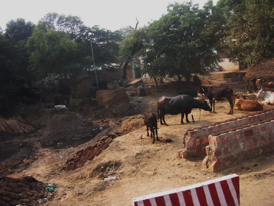 Indien - Fatehpur Sikri - Feldarbeit