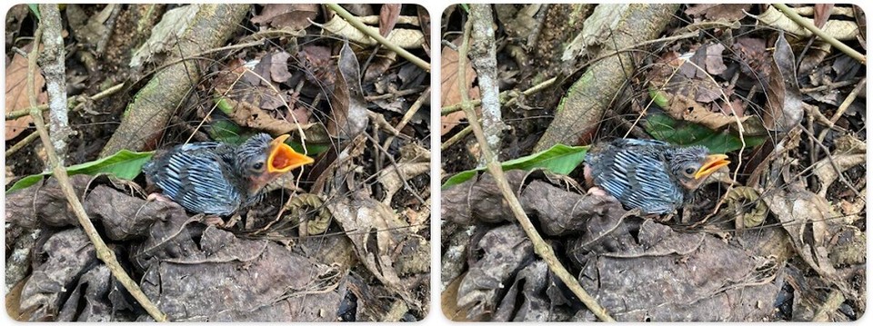 Malaysia - Tanah Rata - Hunger! Hunger! schreit es mir vom Biden entgegen - Schrei mich doch nicht so an, sage ich - Ok, dann bin ich wieder still 😅 
Haben den kleinen Vogel dann in einer Tierfarm abgegeben