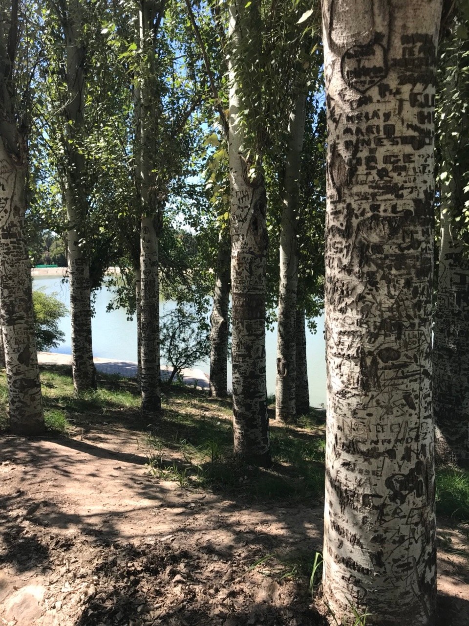 Argentinien - Mendoza - Graffiti-Birken am Seeufer im Park