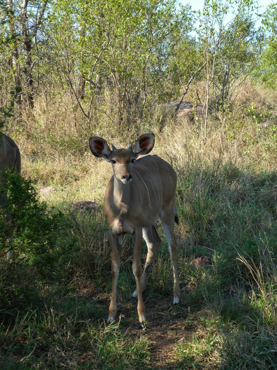 Südafrika - Kruger-Nationalpark - Nyala Junges