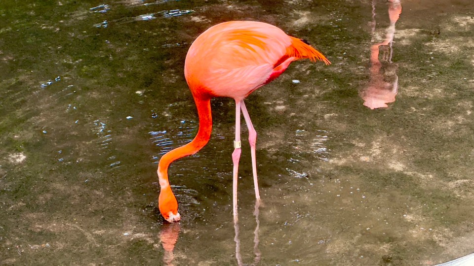 Vereinigte Staaten - Crystal River - 