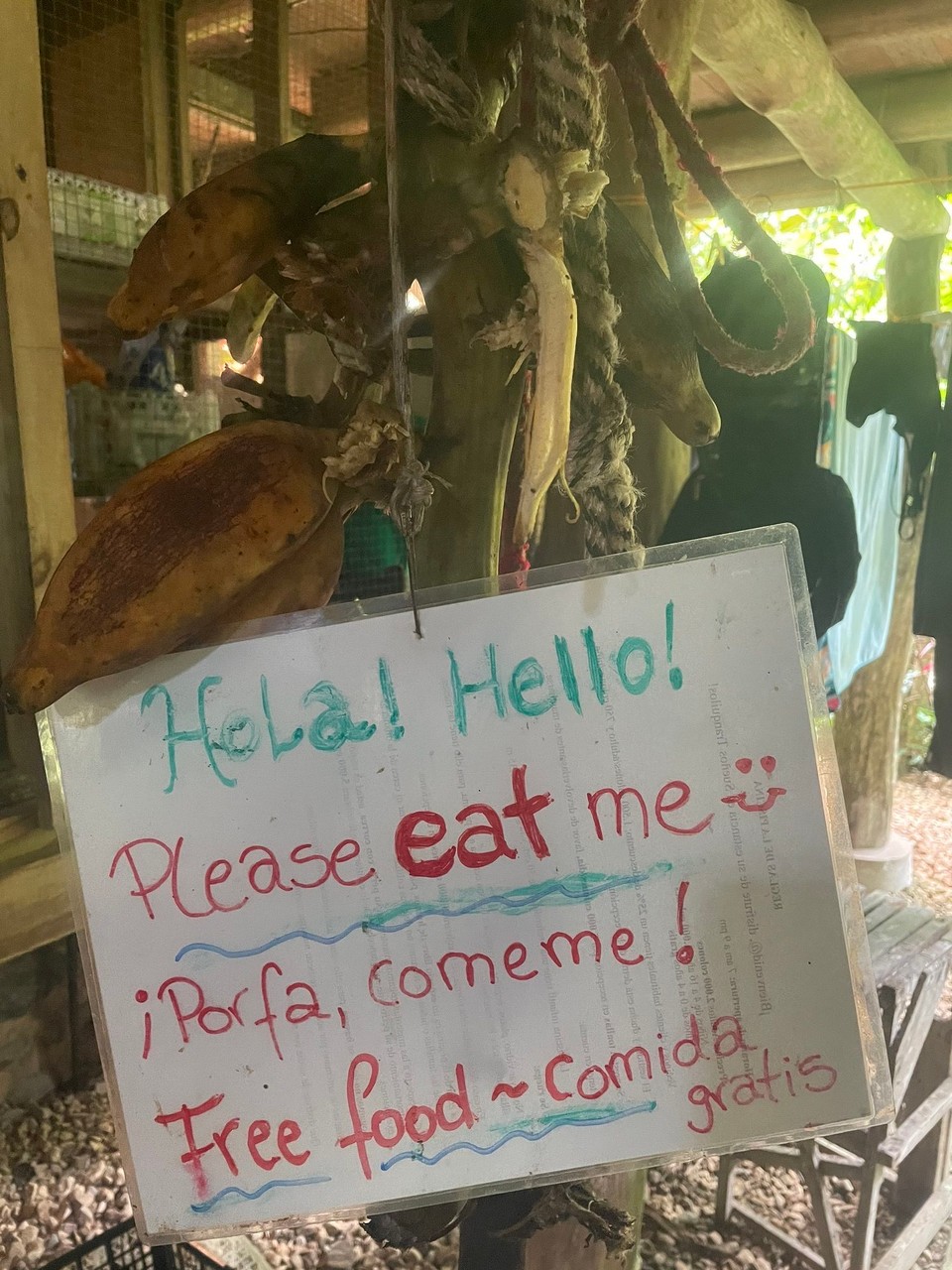 Costa Rica - Osa - Gut, dass oben dann frische Stärkung bereitsteht 🍌 
