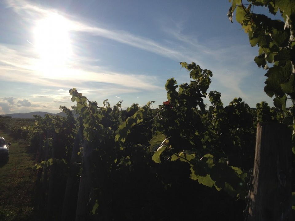 Deutschland - Geisenheim - 