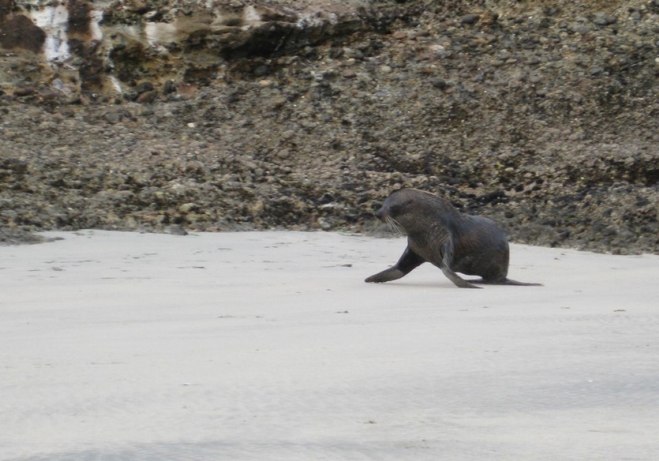 Neuseeland - Golden Bay - Robbe in ziemlich schnell