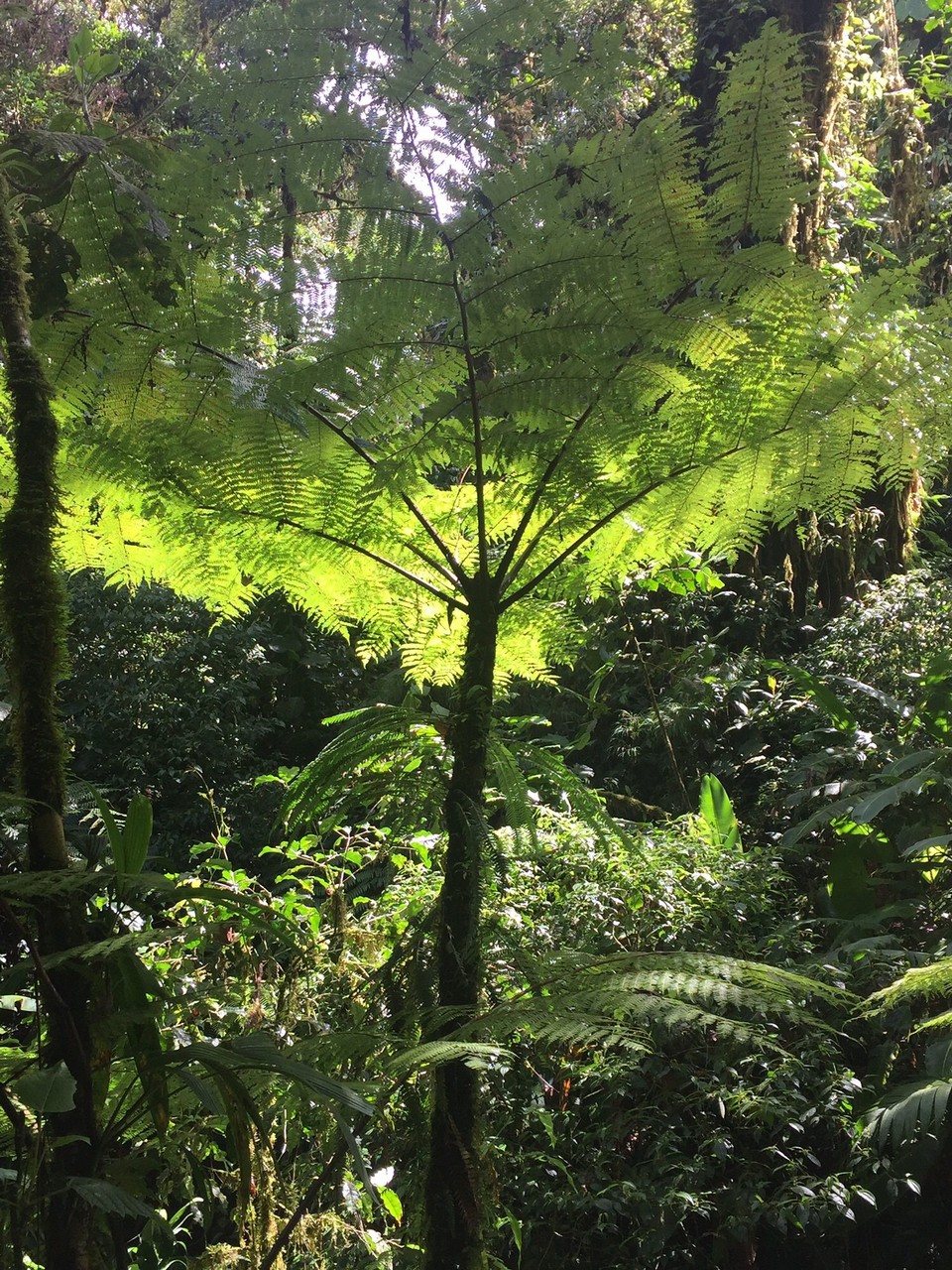 Costa Rica -  - 